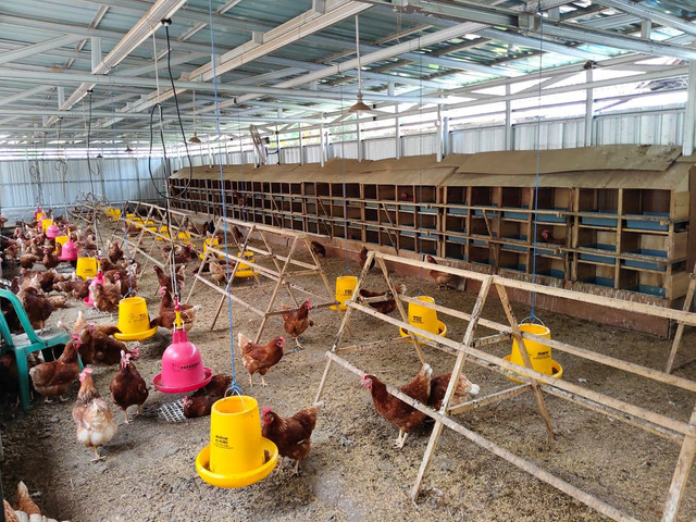 Muhammadiyah punya peternakan ayam petelur sehat dan fungsional yang diberi nama TelurMoe Farm di Bejen, Caturharjo, Kabupaten Sleman, Rabu (2/10). Peternakan ini dikelola komunitas difabel. Foto: Arfiansyah Panji/kumparan