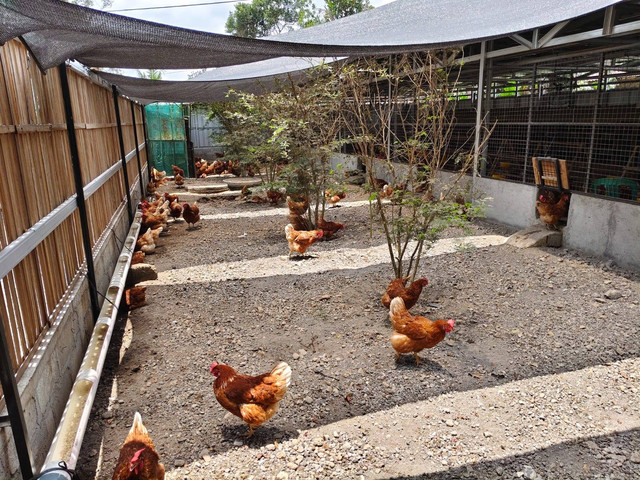 Muhammadiyah punya peternakan ayam petelur sehat dan fungsional yang diberi nama TelurMoe Farm di Bejen, Caturharjo, Kabupaten Sleman, Rabu (2/10). Peternakan ini dikelola komunitas difabel. Foto: Arfiansyah Panji/kumparan