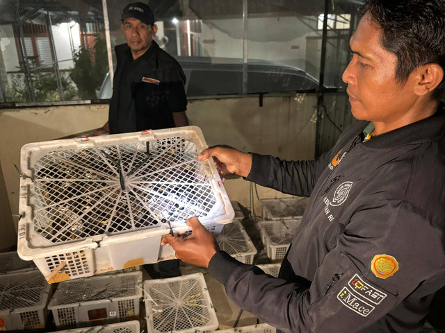 Ribuan burung ilegal yang berhasil digagalkan Karantina Lampung dan FLIGHT Protecting Indonesia's Birds. | Foto: Dok Karantina Lampung