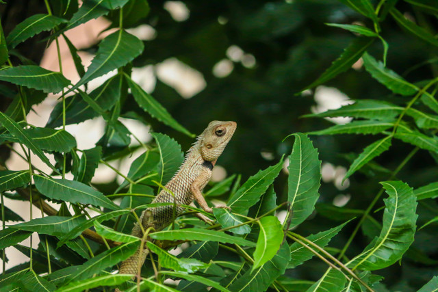 Ilustrasi Manfaat Daun Mimba sebagai Pestisida Nabati, Foto: Pexels/RonaK PitambeR ChoudharY