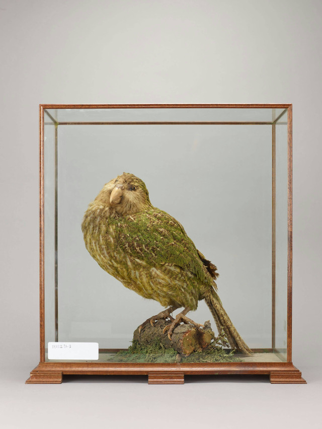 Burung kakapo, spesies endemik Selandia Baru. Kredit foto: Birmingham Museums Trust/Unsplash