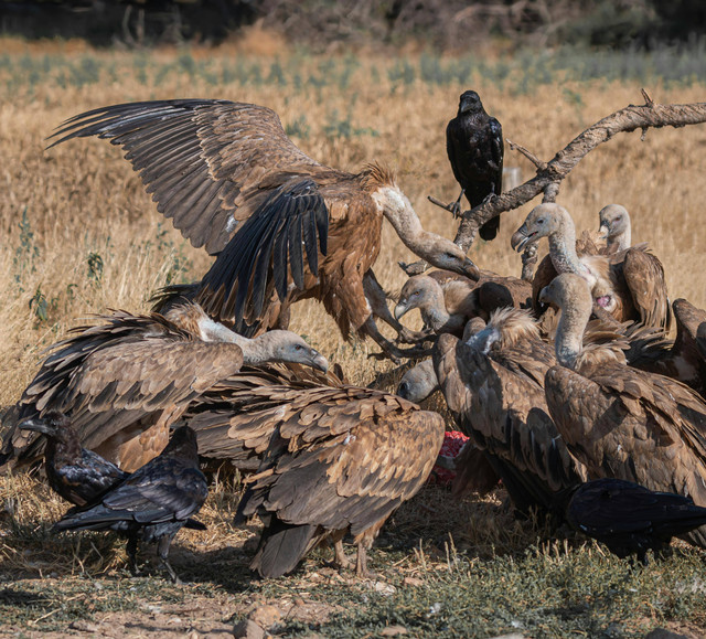 Ilustrasi burung pemakan bangkai. Foto: Pexels.com/Jesús Esteban San José