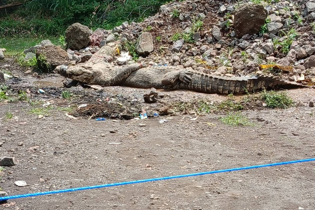 Kawanan buaya lepas dari penangkaran masuk pemukiman warga dan aliran sungai di Kelurahan Sayang, Kecamatan Cianjur, Kabupaten Cianjur, Jawa Barat, Kamis (3/10/2024). Foto: Dok. Istimewa