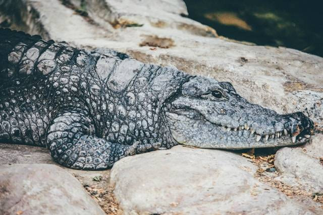 Predator Fun Park. Foto hanyalah ilustrasi, bukan tempat yang sebenarnya. Sumber: Unsplash/Nick Karvounis