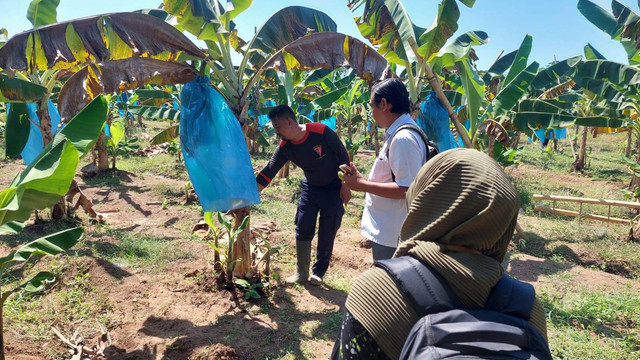 Panen Pisang Cavendish