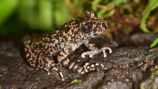 Katak bergigi Gunung Po Ma Lung (Oreolalax adelphos). Foto: Dok. ZSL