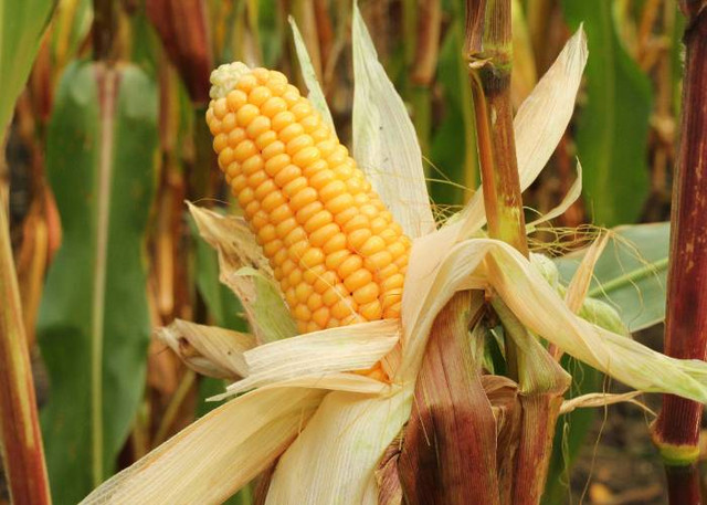 Ilustrasi Cara Menanam Jagung Hibrida, Unsplash/Marek Studzinski