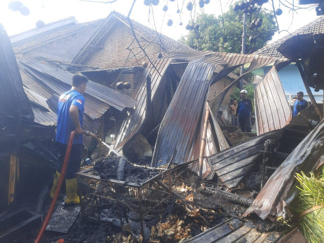 Kandang Sapi di Situbondo terbakar Foto: Mili.id