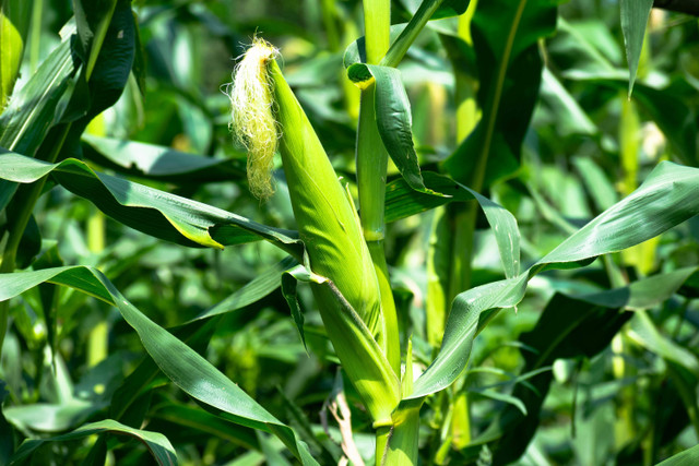 Ilustrasi Busuk Batang pada Jagung,Foto:Pexels/Rajesh S Balouria