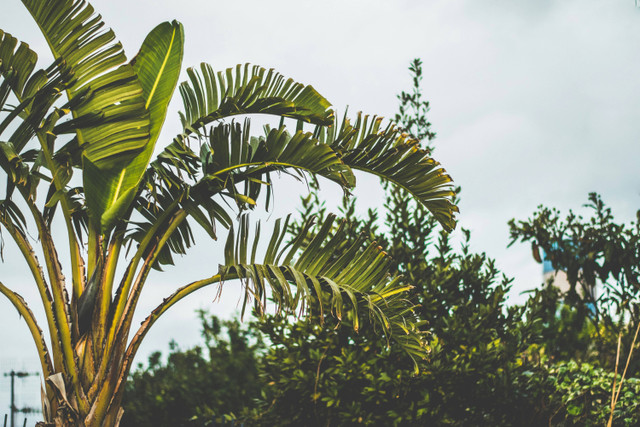 Penyebab Pohon Pisang Tidak Berbuah, Unsplash/pepe nero