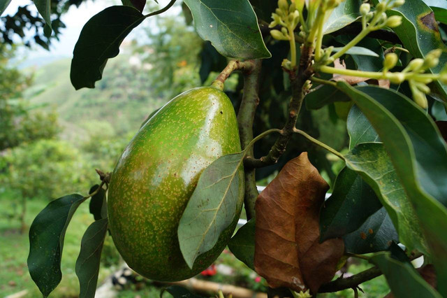 Ilustrasi pohon alpukat bisa hidup berapa lama, Foto: Pixabay/ceguito