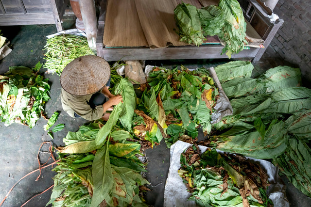 Ilustrasi cara panen tembakau. Foto: Pexels.com/Quang Nguyen Vinh