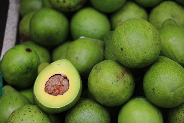 Ilustrasi cara mengatasi pohon alpukat yang tidak berbuah, Foto: Pixabay/Ma_Rika