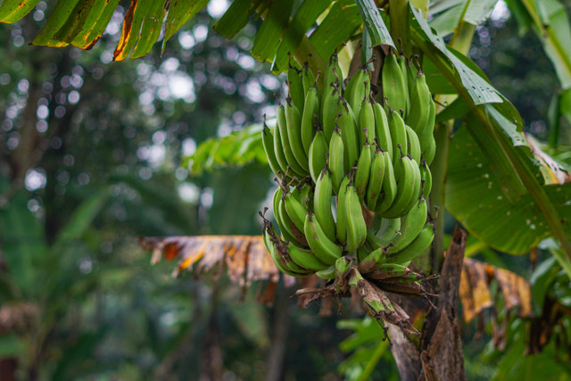 Ilustrasi cara mengambil getah pohon pisang, Pexels/Robbi F