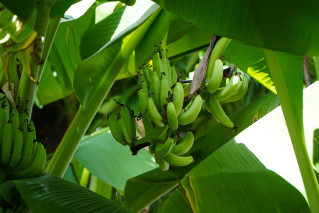 Kenapa Pohon Pisang Hanya Berbuah Sekali, Pexels/Nghia Vucas