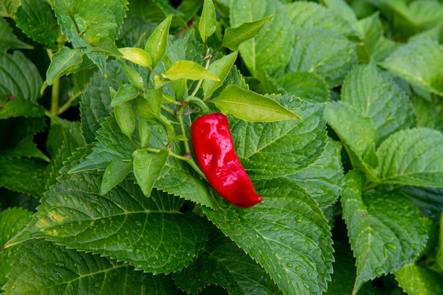 Ilustrasi Cara Membuat Bedengan Cabe, Foto: Pexels/Mohan Nannapaneni