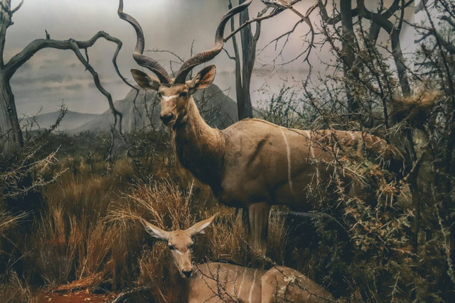 Museum Satwa. Foto hanya ilustrasi, bukan tempat sebenarnya. Foto: dok. Unsplash/Ethan Hu