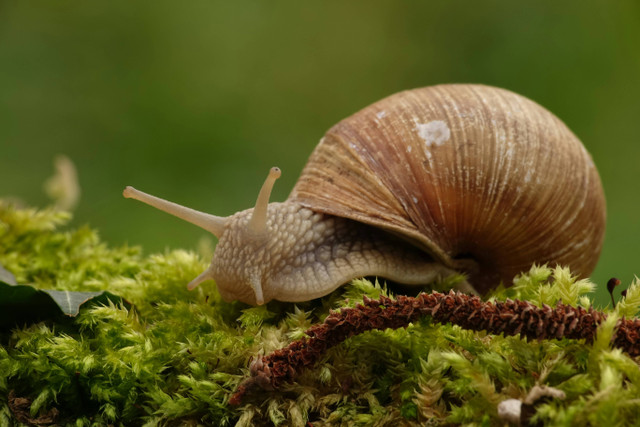 Ilustrasi Ciri-Ciri Filum Mollusca. Unsplash/Adrien S.