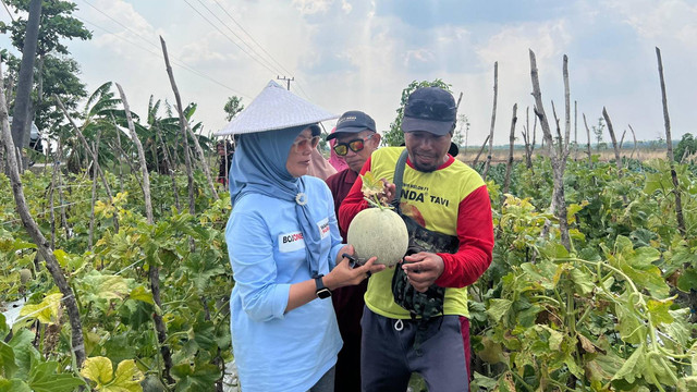 Nurul Azizah saat kunjungi budidaya melon dengan konsep pertanian organik di Dusun Sendang Banyuurip, Desa Jatibliming, Kecamatan Dander, Kabupaten Bojonegoro. (Aset: Istimewa)