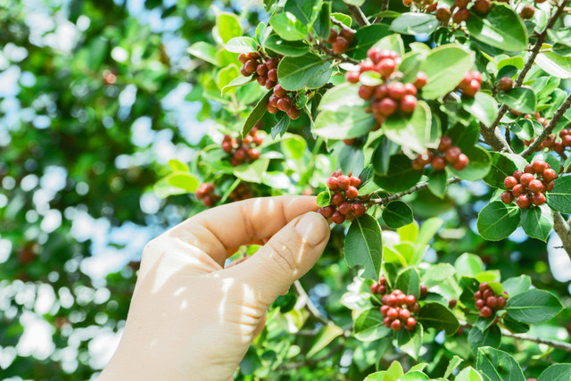 Ilustrasi cara panen kopi yang benar. Foto: Pexels.com/mali maeder