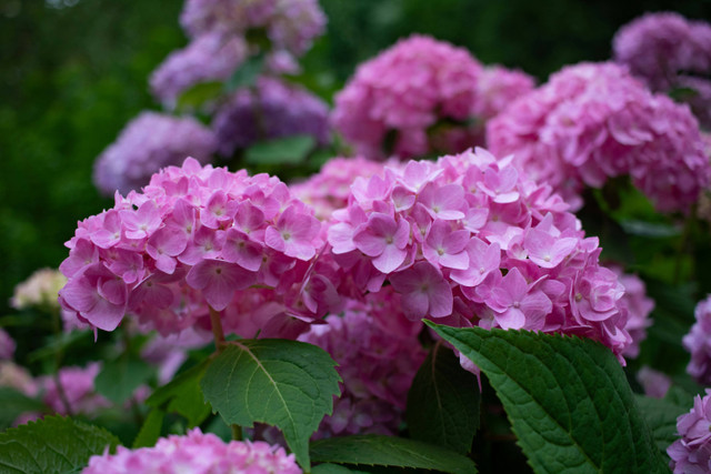 Ilustrasi Cara Stek Bunga Hortensia, Foto: Unsplash/Zoshua Colah