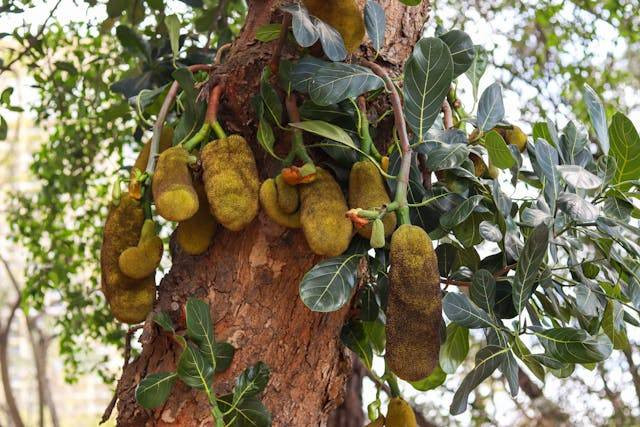 Ilustrasi cara cangkok pohon nangka. Foto: Guilherme Simão/Pexels