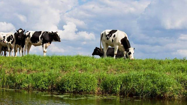 ilustrasi sapi. Foto: pexels.com. 