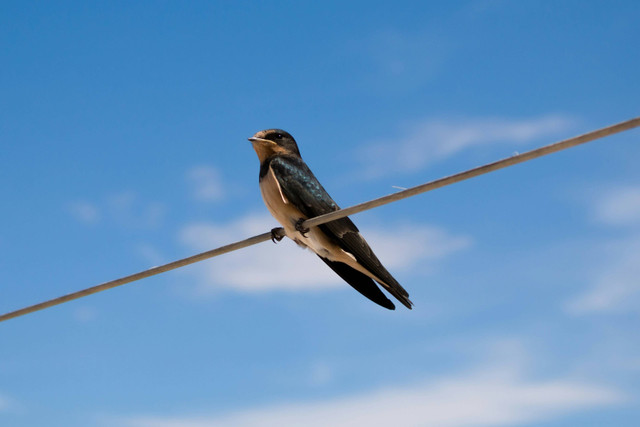 Ilustrasi Cara Membedakan Sarang Burung Walet Asli dan Palsu, Foto:Unsplash/Arturo Arno