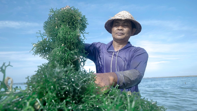 Petani rumput laut di Dusun Semaya, Desa Suana, Nusa Penida, Bali yang berhasil meningkatkan produksinya berkat program BRI Klasterku Hidupku. Foto: Dok. BRI