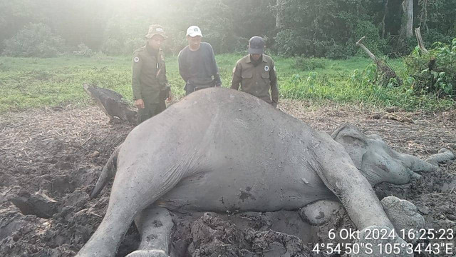 Gajah liar yang ditemukan tewas di kawasan Taman Nasional Way Kambas. | Foto: Humas Polda Lampung