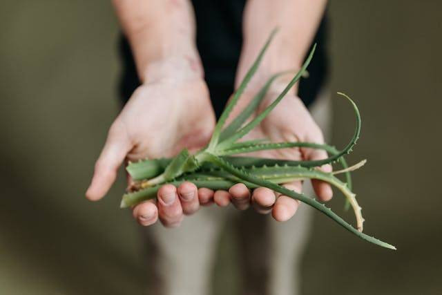 Ilustrasi cara stek daun lidah buaya. Foto: ROCKETMANN TEAM/Pexels