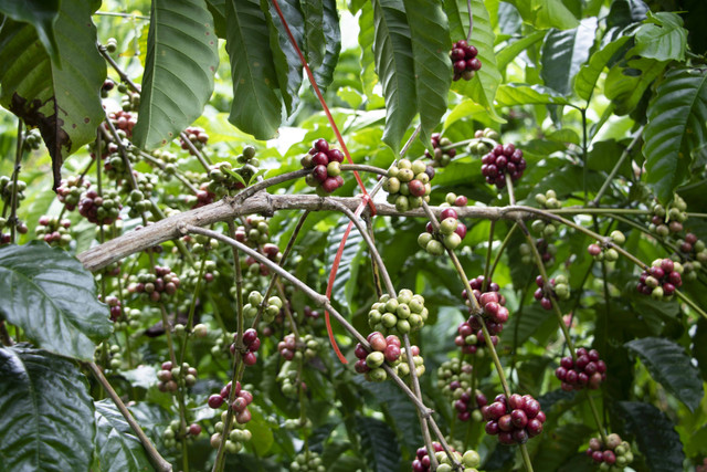 Ilustrasi Cara Cangkok Kopi, Foto: Unsplash/Apilak Sangkhwan