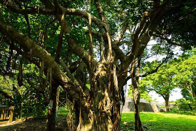 Ilustrasi cara stek loa. Foto: Ryutaro Tsukata/Pexels