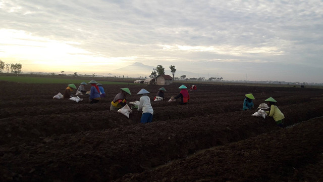 Petani sedang menanam bawang merah di Kabupaten Brebes, Jawa Tengah. Foto: Muhammad Saiful Hadi