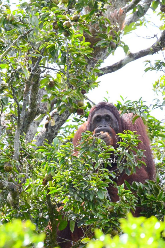 Foto ilustrasi:  Orangutan. (Foto dok. Erik Sulidra/Yayasan Palung).