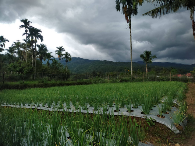 Penggunaan pestisida pada tanaman bawang (Foto : Dokumen Pribadi, 2023)