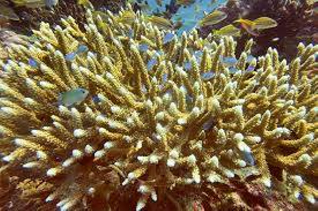 Fish swim near recovering coral reefs after bleaching in late December 2023 due to extreme weather, in Bondalem village, Buleleng regency, Bali, Indonesia, June 20, 2024. REUTERS/Yuddy Cahya Budiman