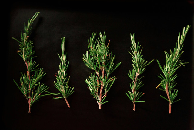 ilustrasi cara stek rosemary. Unsplash/Manuela Böhm