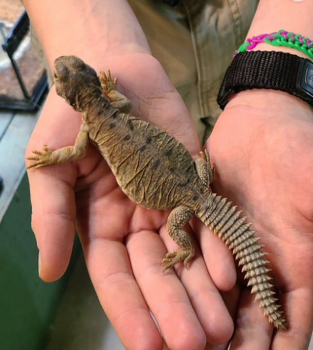 Dhab atau Kadal Gurun yang disebut halal dimakan oleh Nabi Muhammad. Sumber : reptilerapture.net (sudah mendapat ijin)