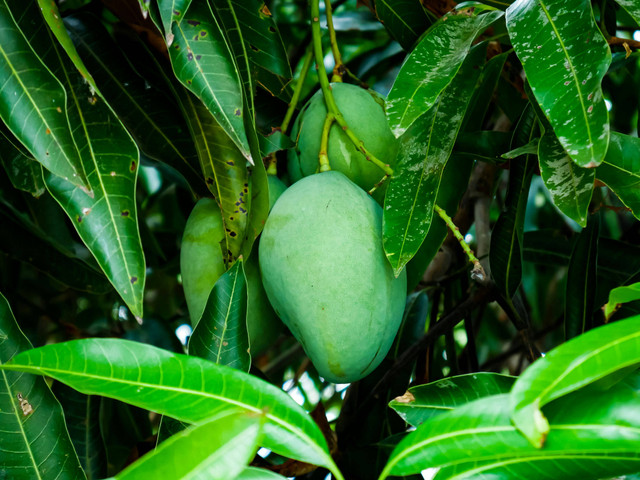 Ilustasi Cara Stek Mangga dengan Pisang,Foto: Pexels/Shilpa Deekshith