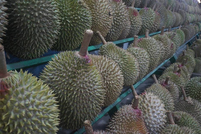 Ilustrasi cara stek pohon durian. Pixabay/SpencerWing.