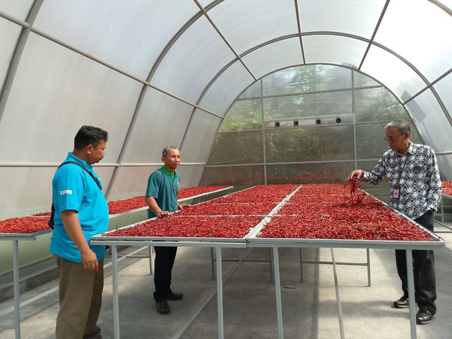 Dinas Pertanian, Pangan dan Perikanan (DP3) Kabupaten Sleman saat melakukan pendampingan kepada petani cabai merah keriting di Samberembe Wetan, Candibinangun, Pakem. (Foto : Istimewa)