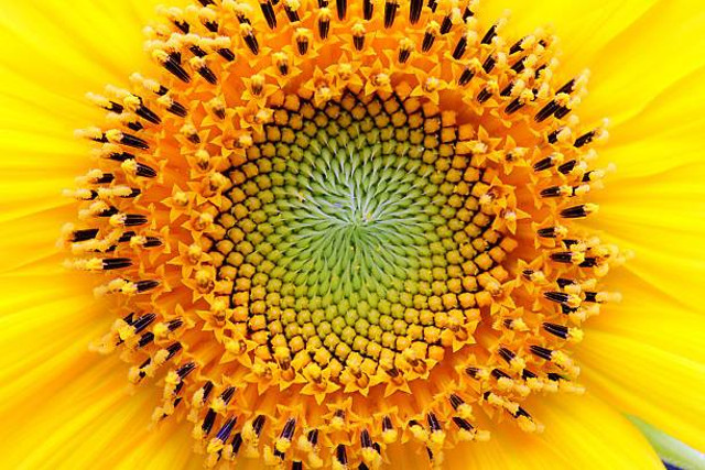 Pola Fibonacci Pada Spiral Biji Bunga Matahari | Sumber Gambar : pexels.com