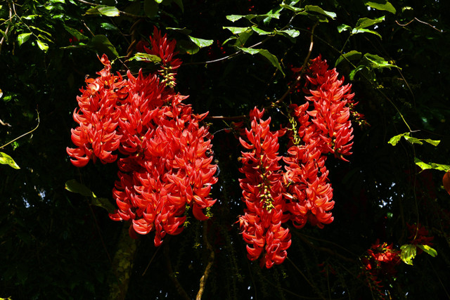 Ilustrasi Cara Stek Mucuna Bracteata yang Benar, Unsplash/David Clode