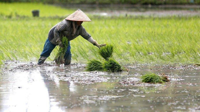 12 Langkah yang Harus Dilakukan Prabowo agar Swasembada Pangan Tercapai - 'Food Estate Tidak Berhasil'