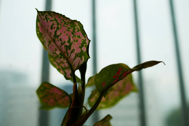 Taman Aglaonema Dampit. Foto Hanya Ilustrasi, Bukan Sebenarnya. Sumber Unsplash J. Young Jeong