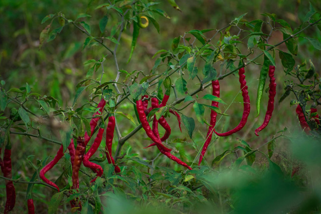 Ilustrasi Cara Membuat Insektisida Organik untuk Cabe, Foto: Pexels/Deepak Ramesha