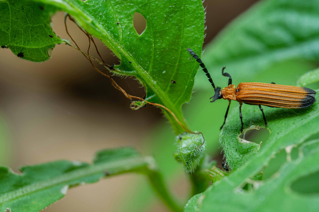 Ilustrasi Hama Tanaman Jambu Air, Foto:Unsplash/oktavianus mulyadi