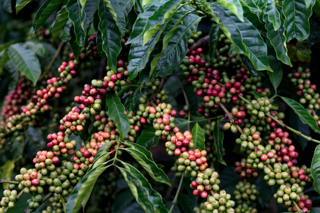 Ilustrasi hama utama tanaman kopi. Foto: Pexels.com/Quang Nguyen Vinh