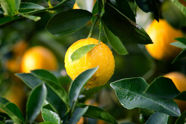 Ilustrasi cara stek jeruk lemon. Foto: Pexels.com/Ryan Baker